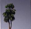 Palm